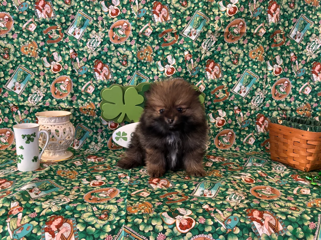 Pomeranian dogs for sale: Harry - Ad 1