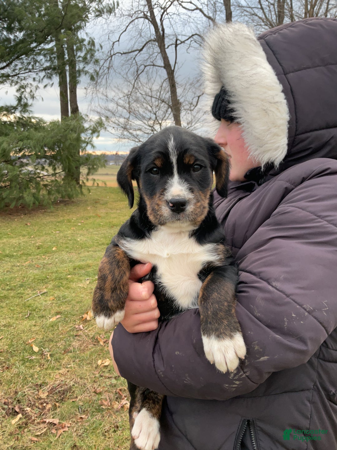 Mixed Breed dogs for sale: Kia - Ad 5