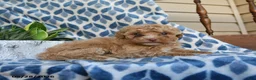 Labradoodle dogs for sale: Ayana - Ad 4