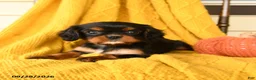 Cavalier King Charles Spaniel dogs for sale: Pip  - Ad 3