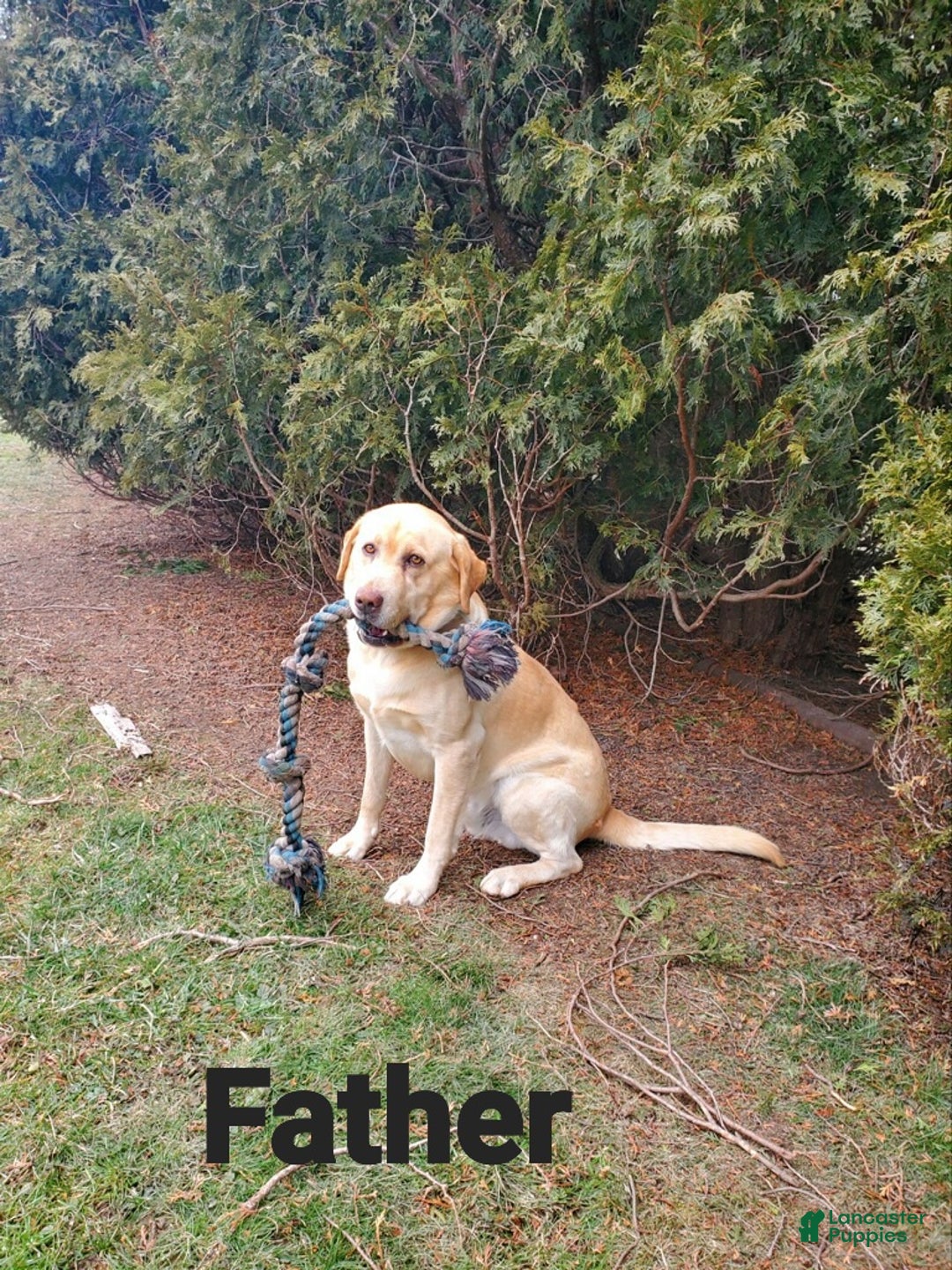 Labrador Retriever dogs for sale: Labrador Retriever Puppy 2 - Ad 5