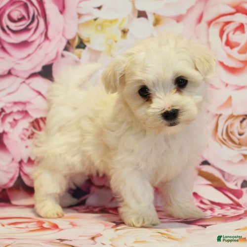 Maltese dogs Biscuit - Ad 1