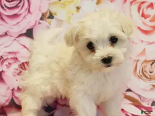 Maltese dogs for sale: Biscuit - Ad 2