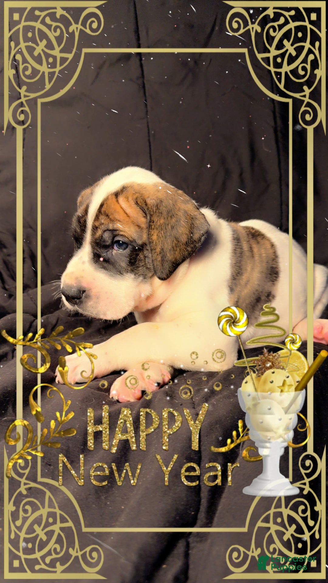 Great Dane dogs for sale: Howard - Ad 3