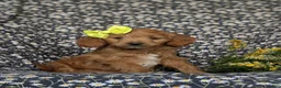 Mini Goldendoodle dogs for sale: Belinda Hypoallergenic - Ad 3
