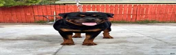Rottweiler dogs for sale: Rottweiler - Ad 4