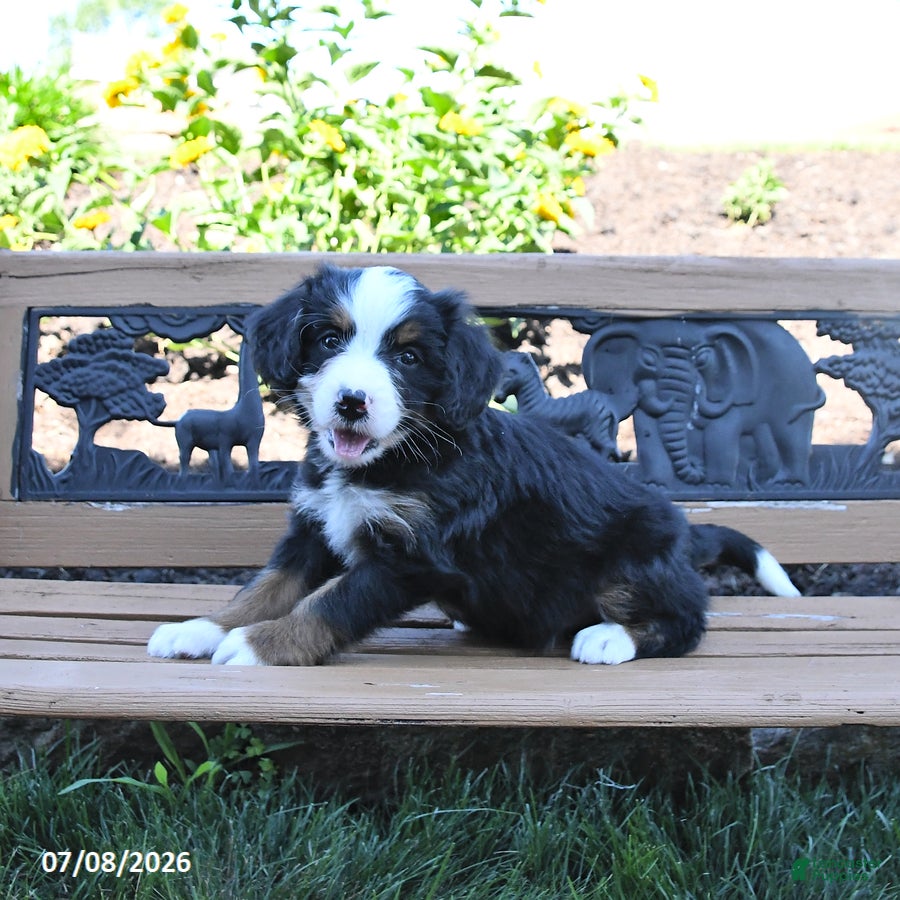 Mini Bernedoodle dogs Lucy - Ad 1