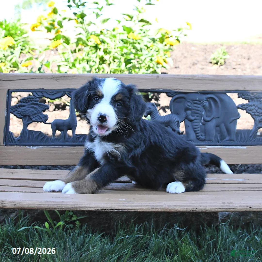 Mini Bernedoodle dogs for sale: Lucy - Ad 1