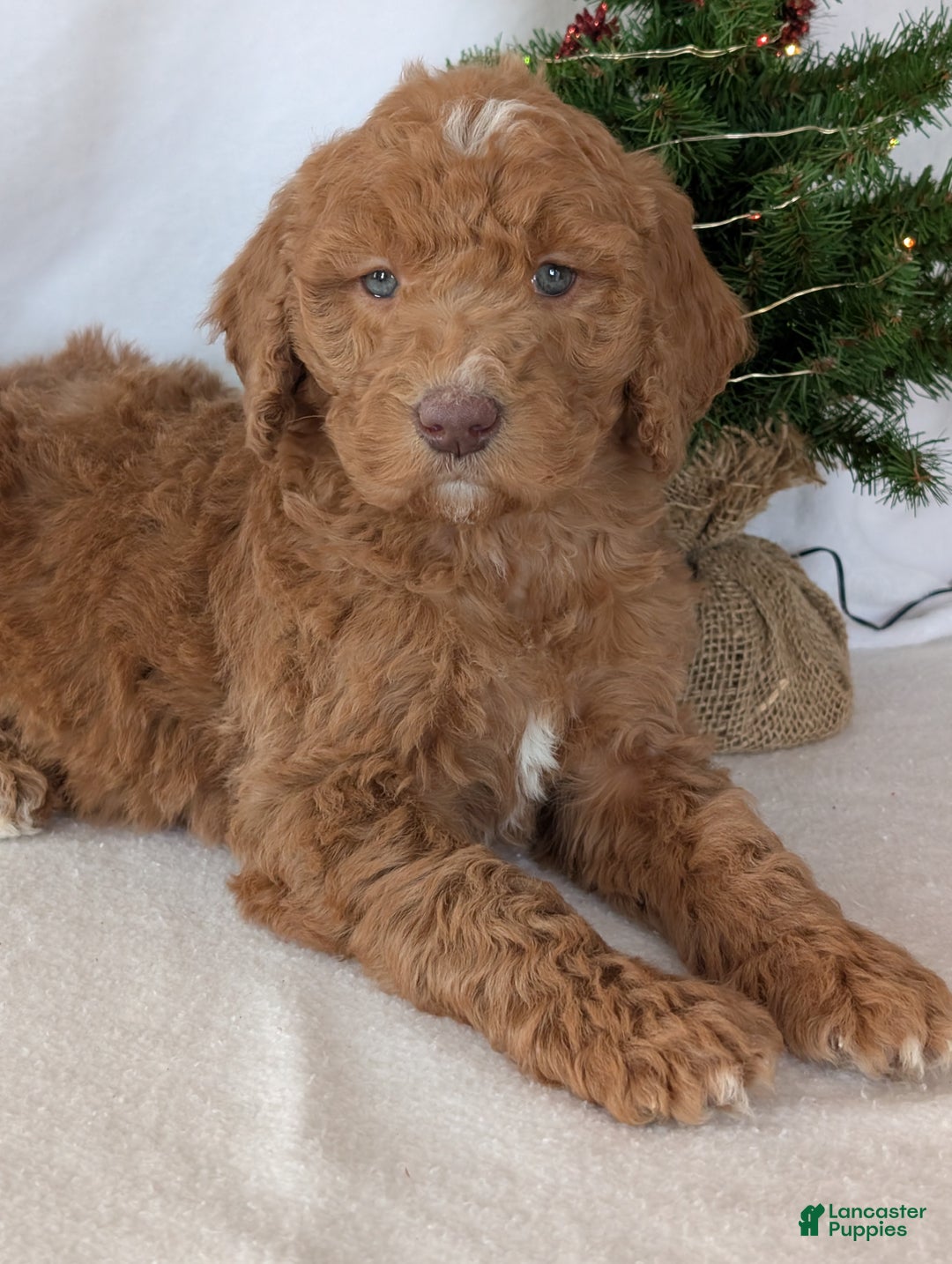 Goldendoodle dogs for sale: Miss Gracie  - Ad 22