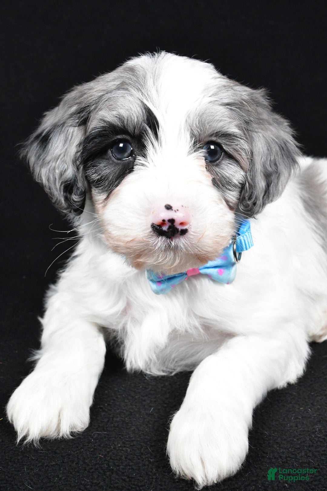 Sheepadoodle dogs for sale: Cole - Ad 3