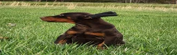 Doberman Pinscher dogs for sale: Zoey  - Ad 2