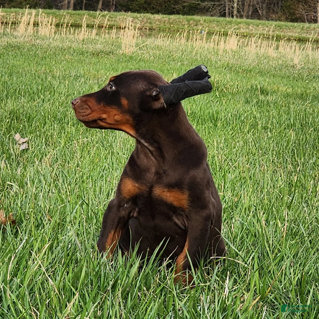 Doberman Pinscher dogs for sale: Zoey  - Ad 2