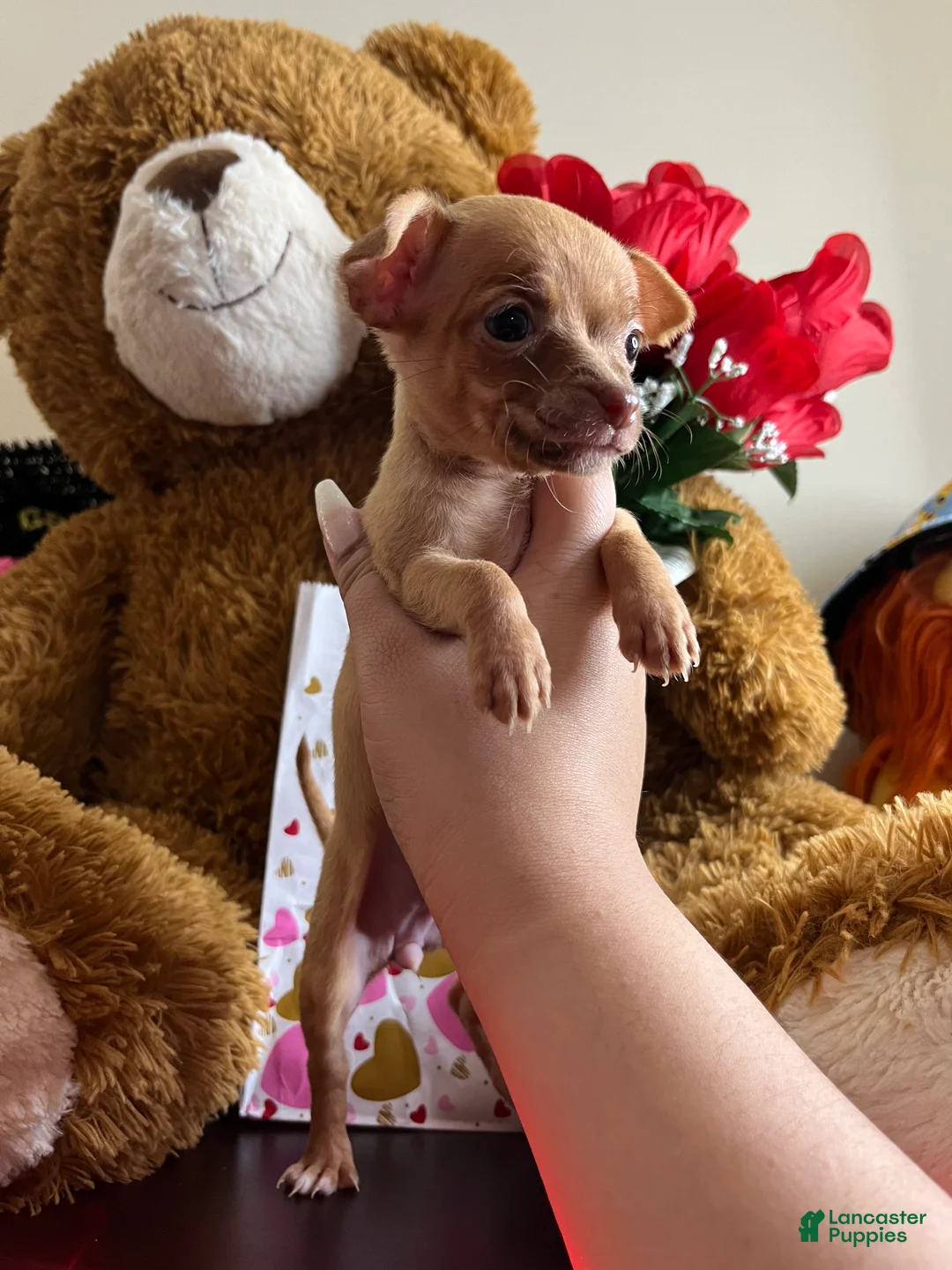 Chihuahua dogs for sale: Chihuahua Puppy 1 - Ad 3