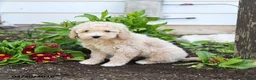 Miniature Labradoodle dogs for sale: Josie - Ad 1