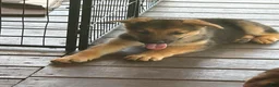 German Shepherd dogs for sale: Diesel - Ad 6