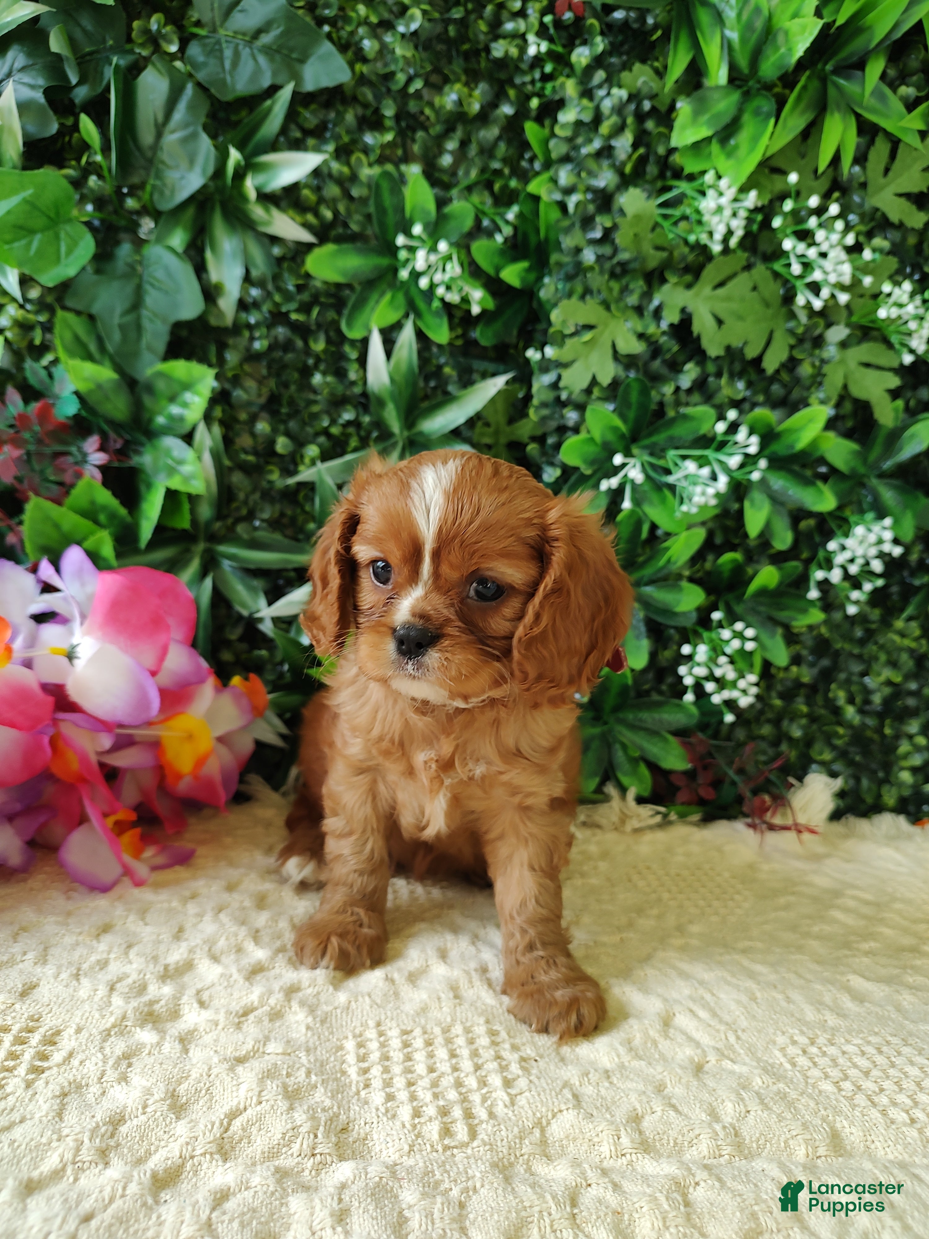 Cavalier King Charles Spaniel dogs Callie - Ad 1