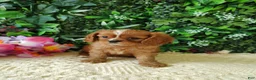 Cavalier King Charles Spaniel dogs for sale: Callie - Ad 5