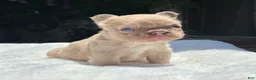 French Bulldog dogs for sale: New Shade Isabella Fawn - Ad 3