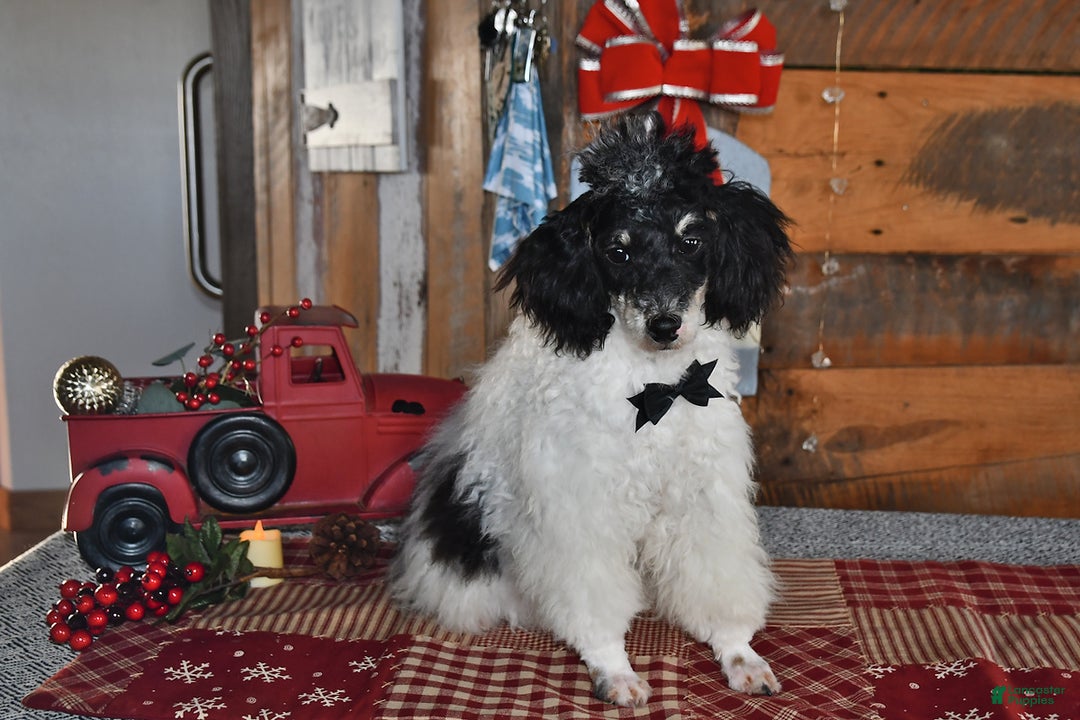 Lhasapoo dogs for sale: Oreo - Ad 2