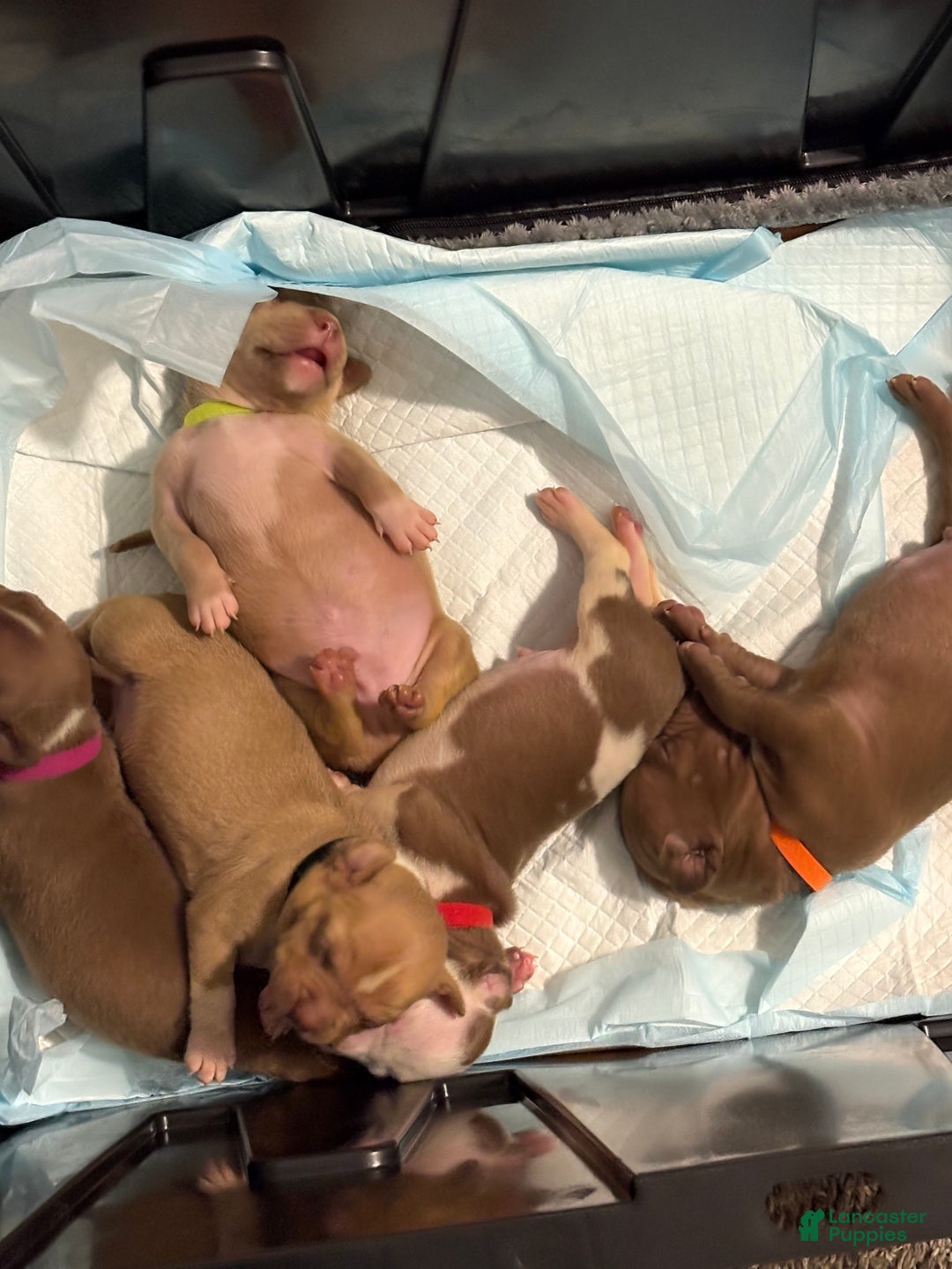 American Pit Bull Terrier dogs for sale: American Pit Bull Terrier Puppy 8 - Ad 1