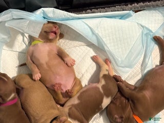 American Pit Bull Terrier dogs American Pit Bull Terrier Puppy 8 - Ad 12