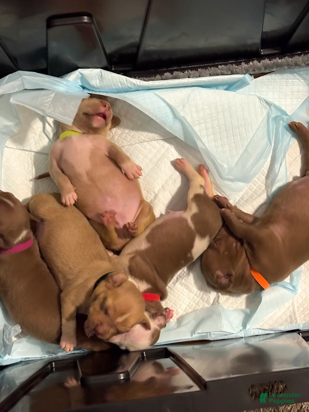 American Pit Bull Terrier dogs for sale: Hazel - Ad 6