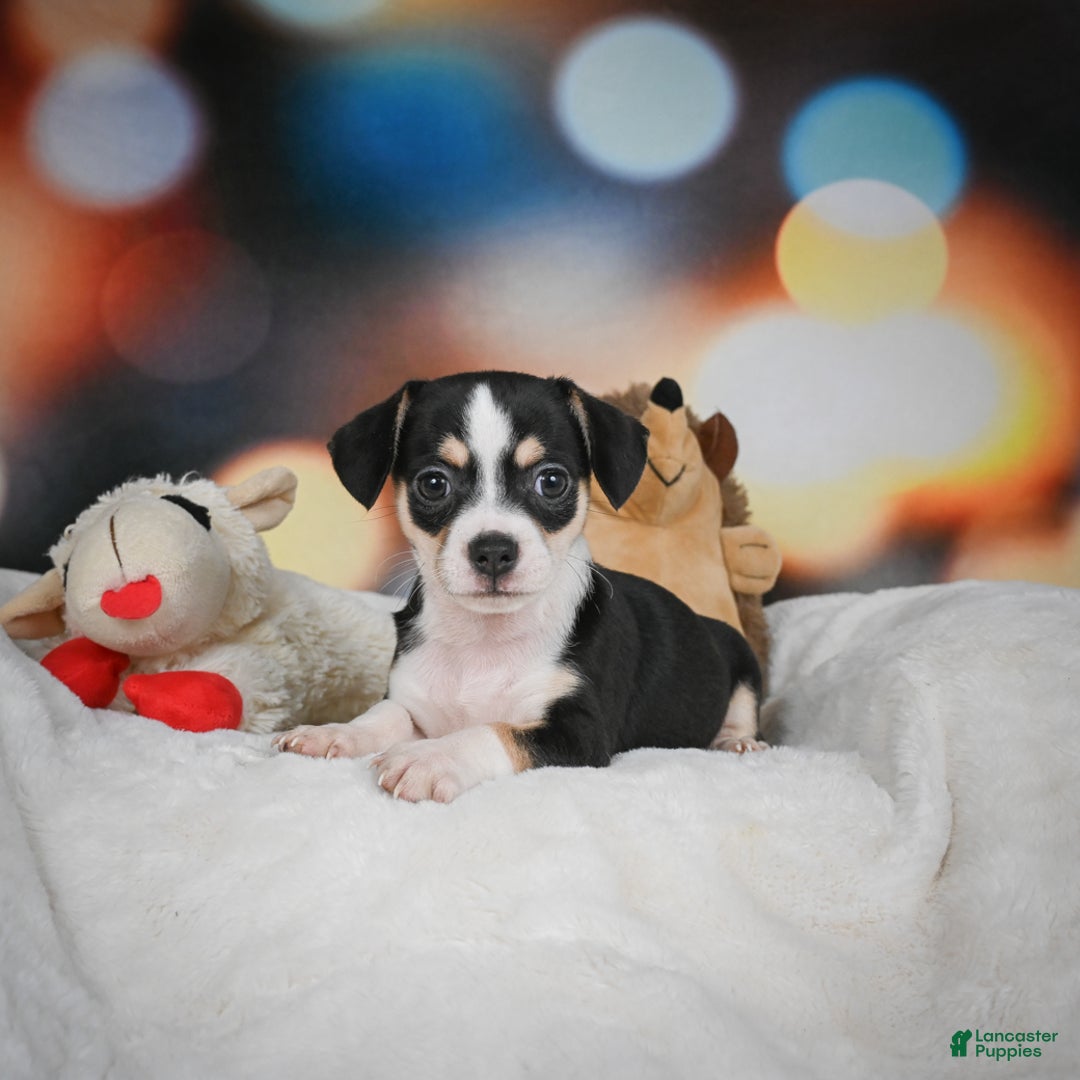 Chihuahua dogs for sale: Glen - Ad 3