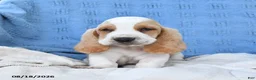 Basset Hound dogs for sale: Clem  - Ad 4