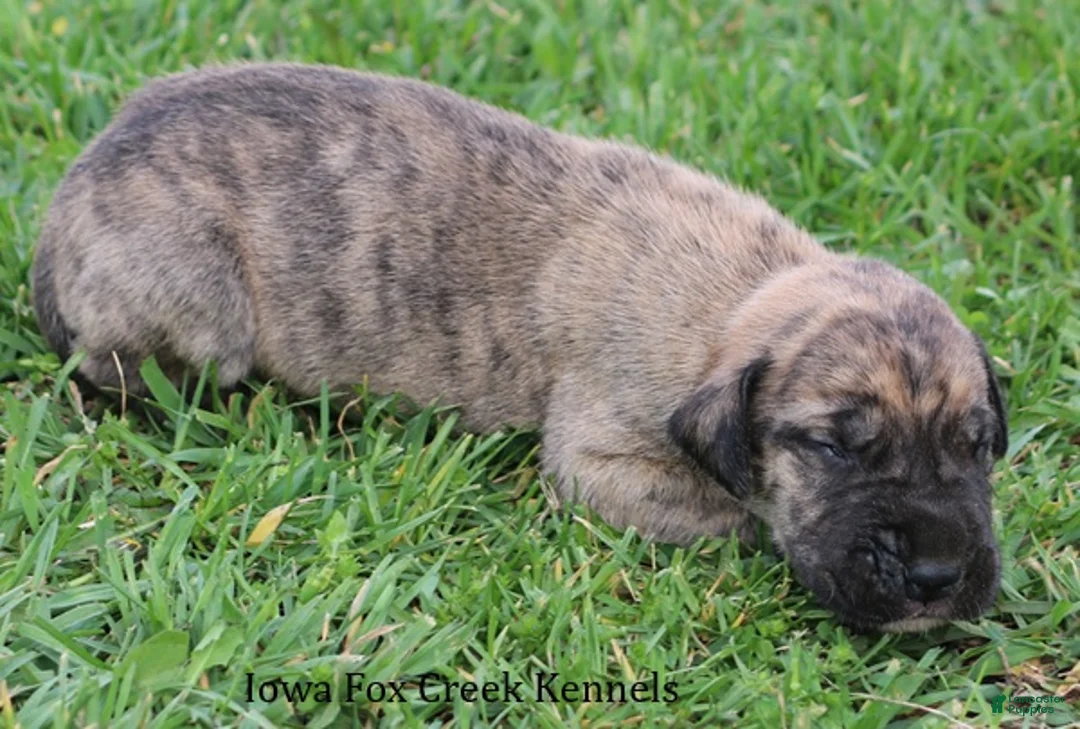 Great Dane dogs for sale: Murphy - Ad 2