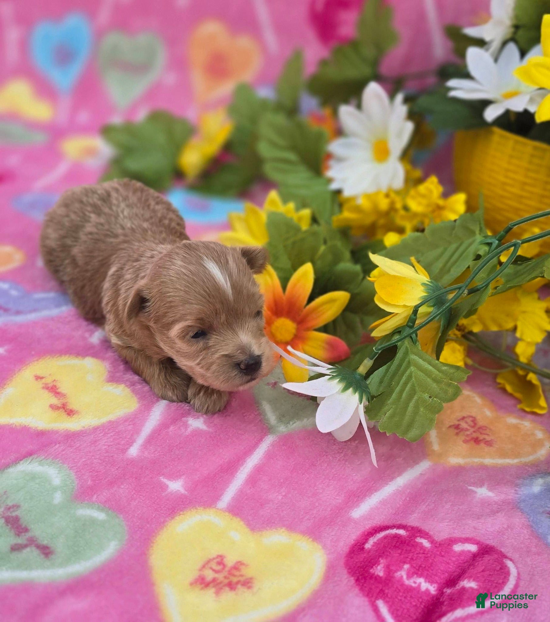 Mixed Breed dogs Jelly - Ad 2