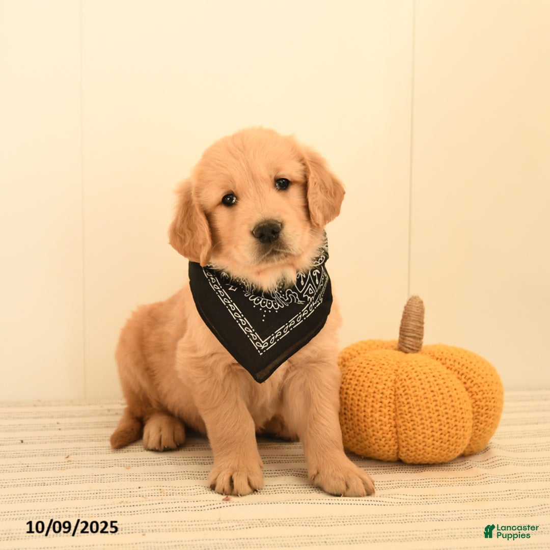 Golden Retriever dogs for sale: Walnut - Ad 10