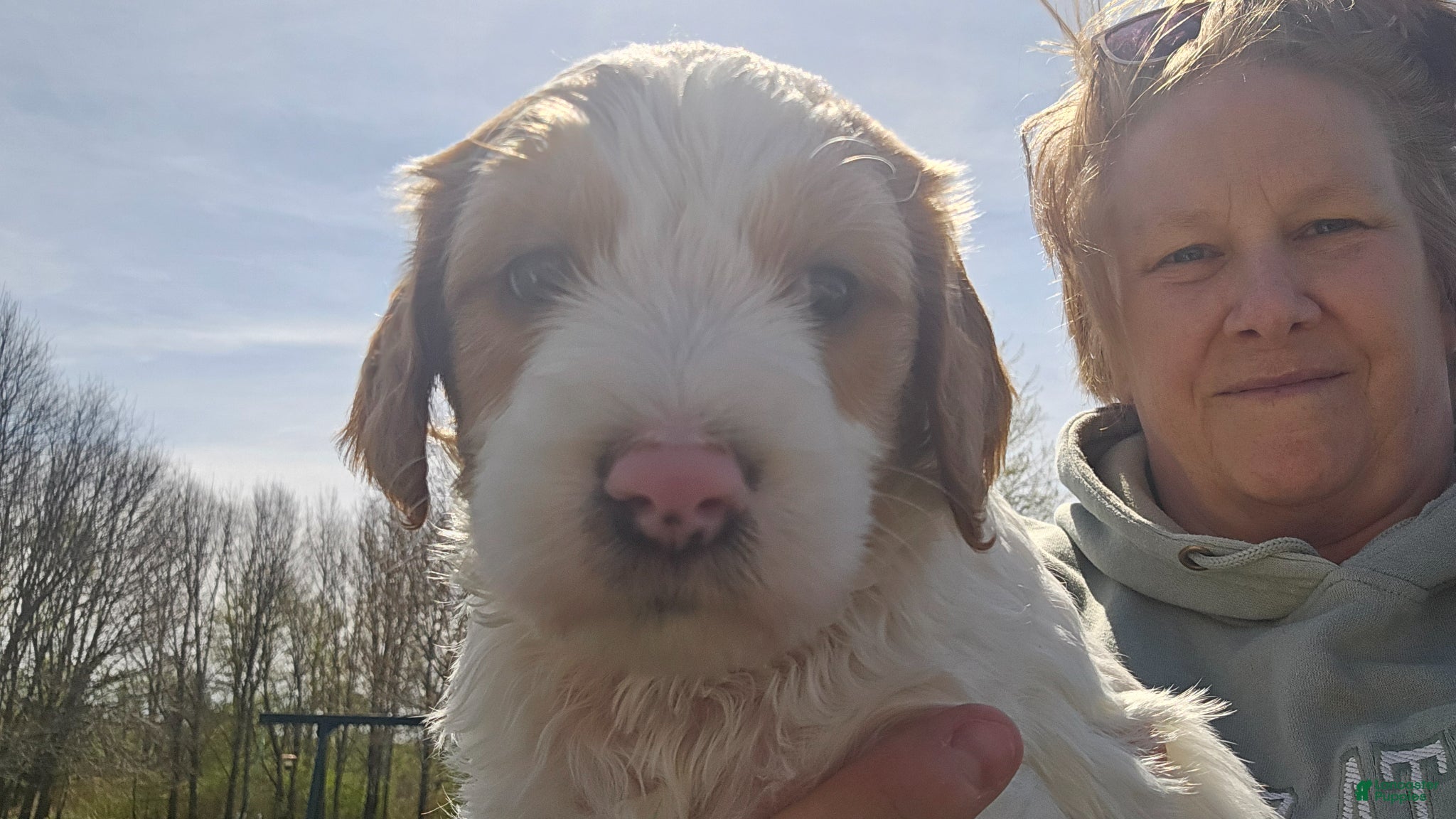 Goldendoodle dogs Goldendoodle Puppy 2 - Ad 26