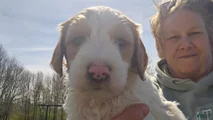 Goldendoodle Puppy 2