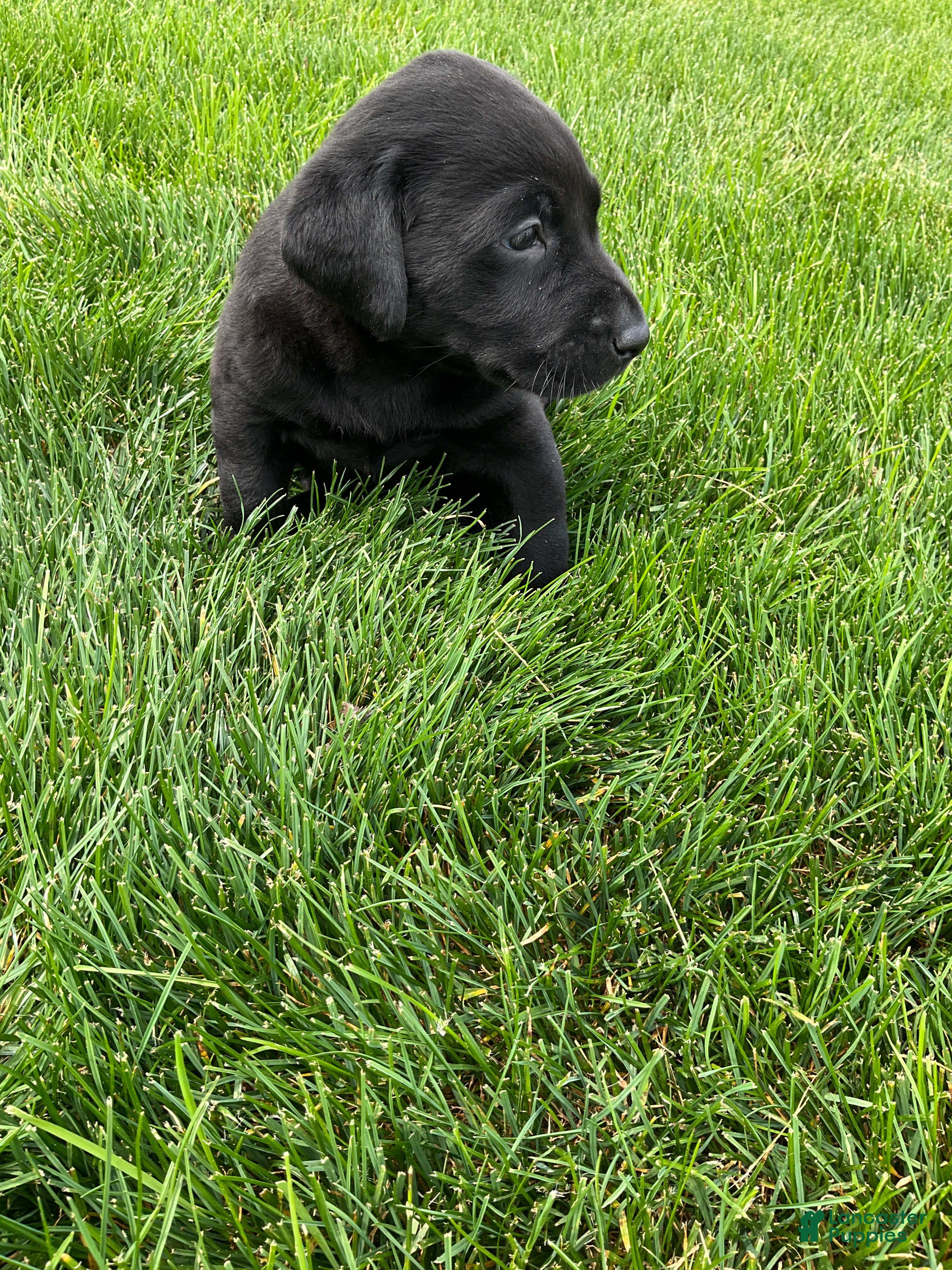 Labrador Retriever dogs for sale: Max - Ad 4