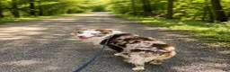 Australian Shepherd dogs for stud: Goose - Ad 3
