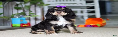 Hazel