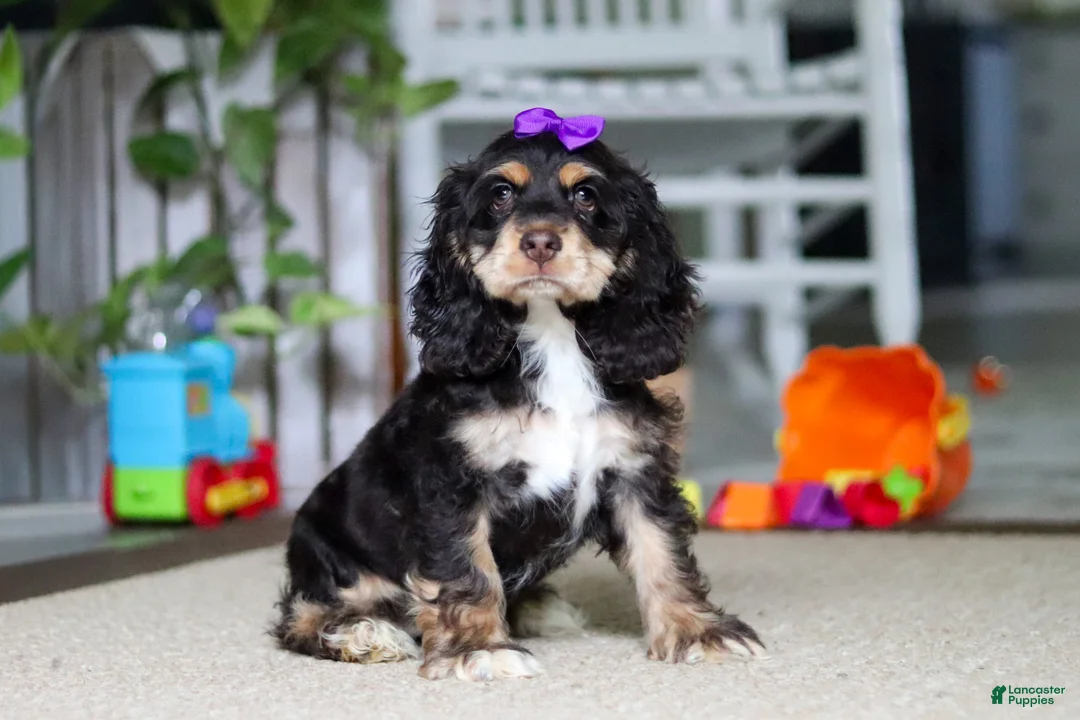 Cocker Spaniel dogs for sale: Hazel - Ad 1