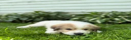 Great Pyrenees dogs for sale: Rover - Ad 20
