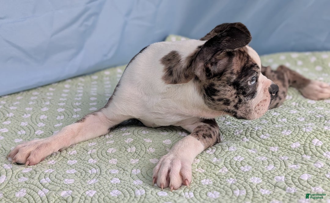 Boston Terrier dogs for sale: Merlin - Ad 4