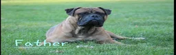 Bullmastiff dogs for sale: Cedar - Ad 4