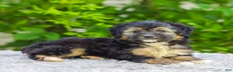 Mini Aussiedoodle dogs for sale: Velvet - Ad 4