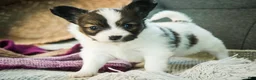 Papillon dogs for sale: Janie - Ad 4