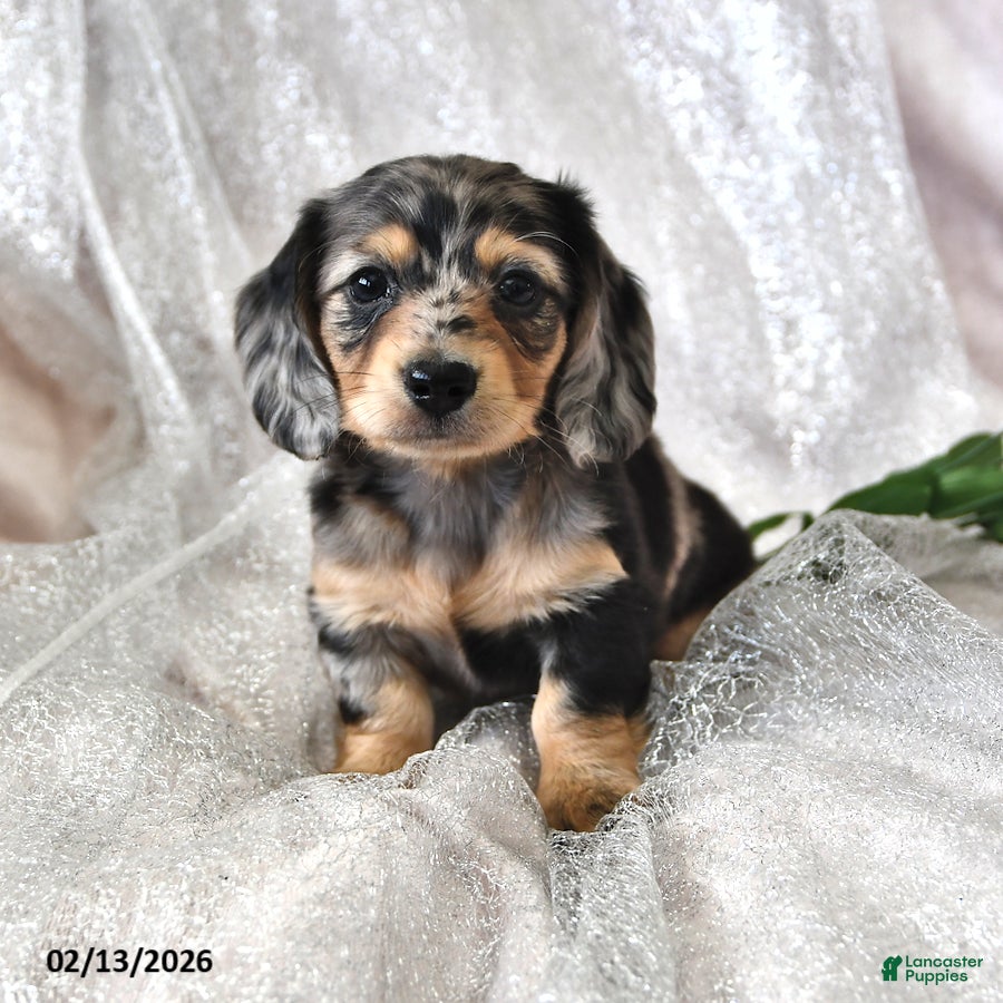 Miniature Dachshund dogs Patrick - Ad 19