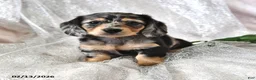 Miniature Dachshund dogs for sale: Patrick - Ad 1