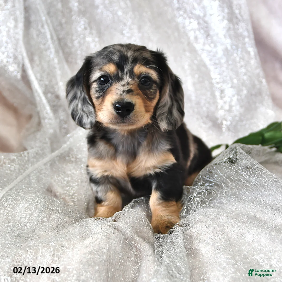 Miniature Dachshund dogs for sale: Patrick - Ad 1