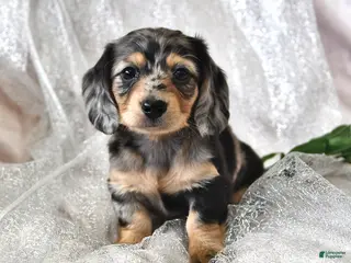 Miniature Dachshund dogs Patrick - Ad 19