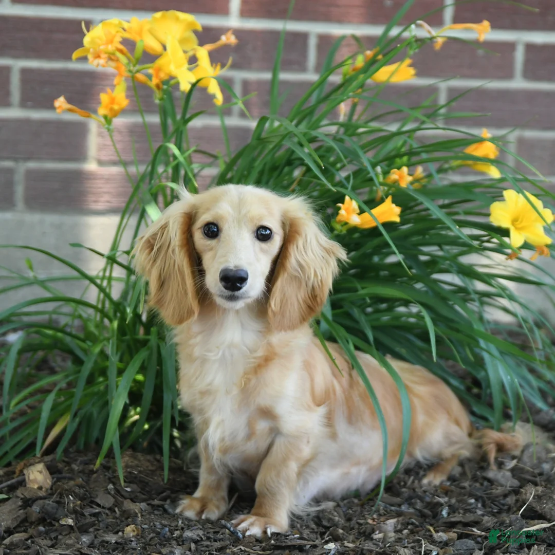 Miniature Dachshund dogs for sale: Candy - Ad 6