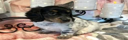 Miniature Dachshund dogs for sale: Trix - Ad 6