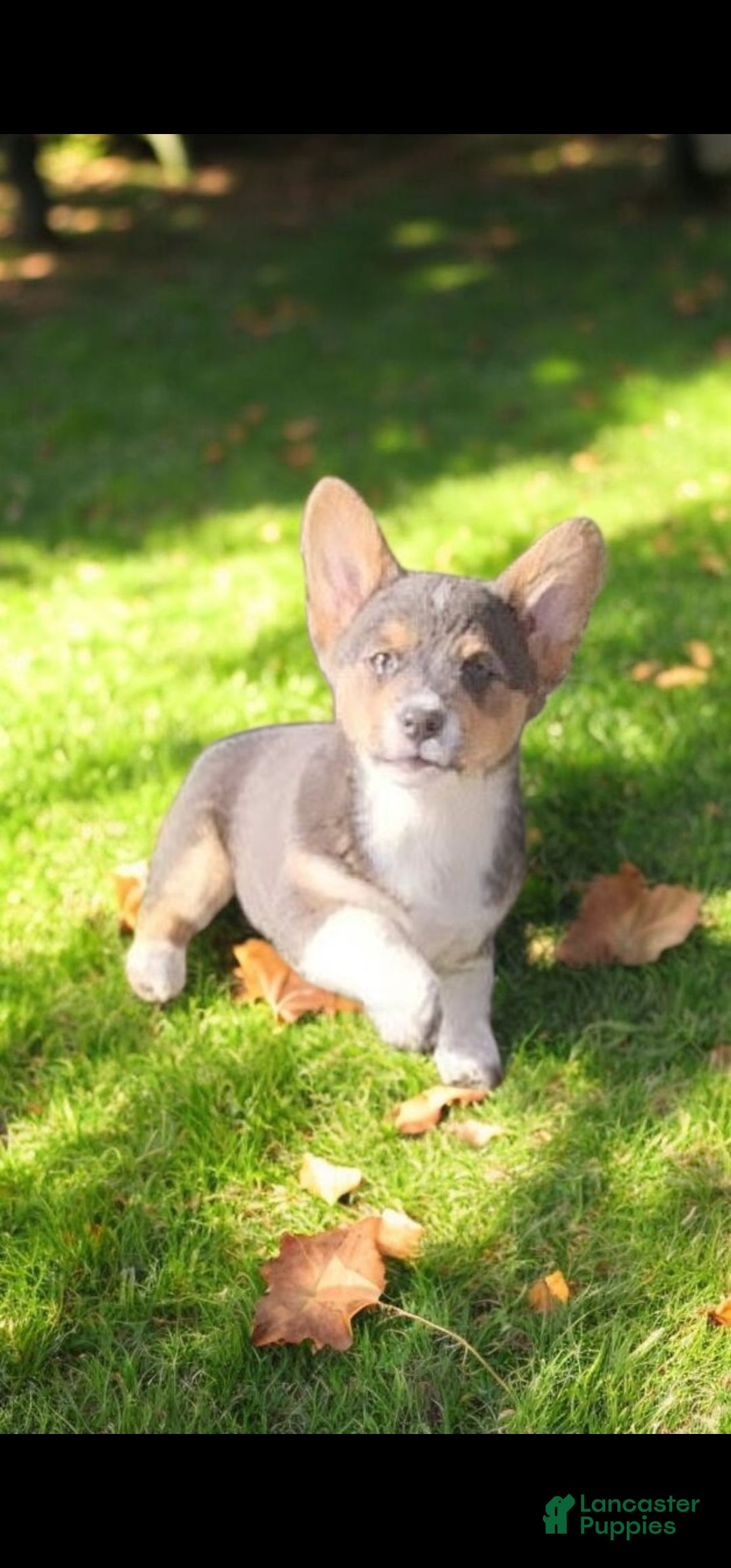 Welsh Corgi Pembroke dogs for sale: Abel Bluie - Ad 20