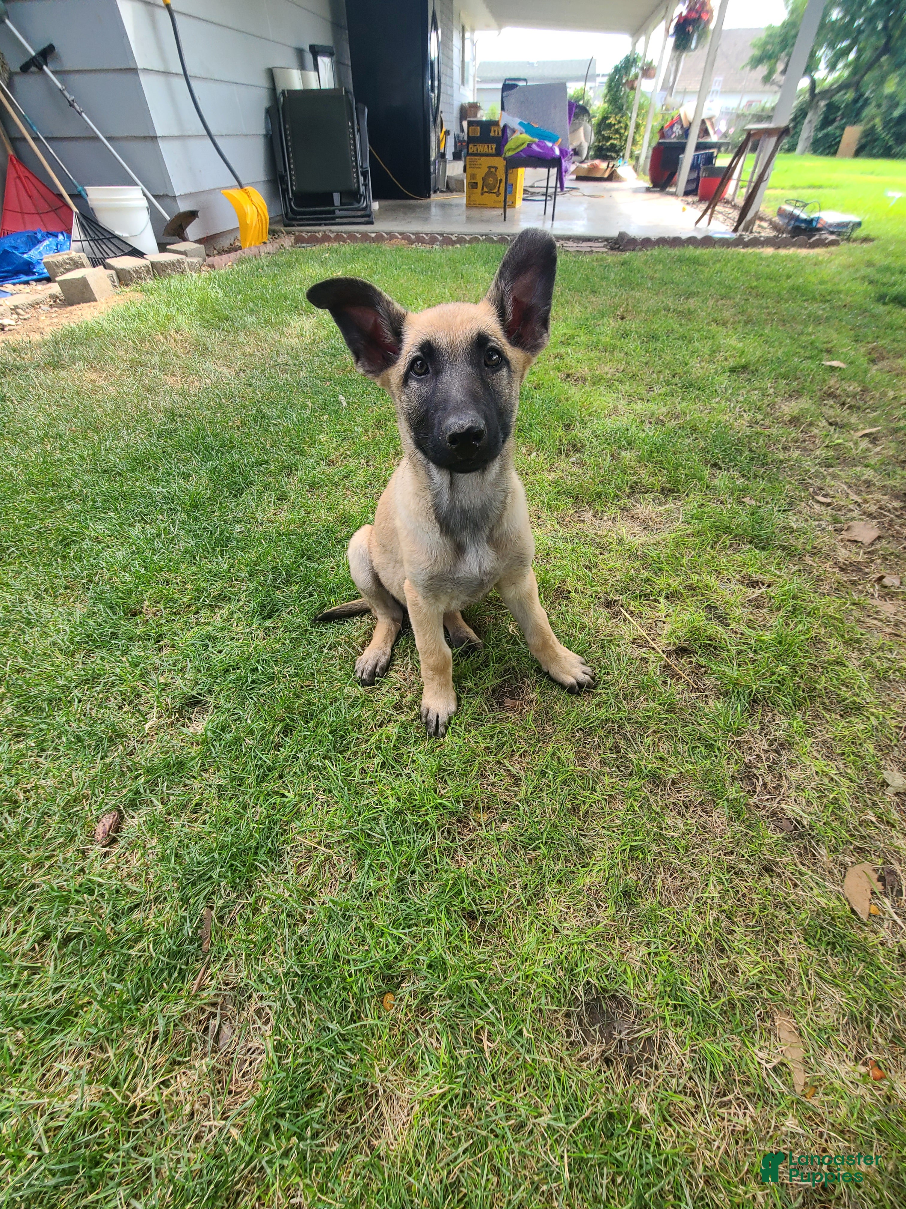 German Shepherd dogs Lily - Ad 5